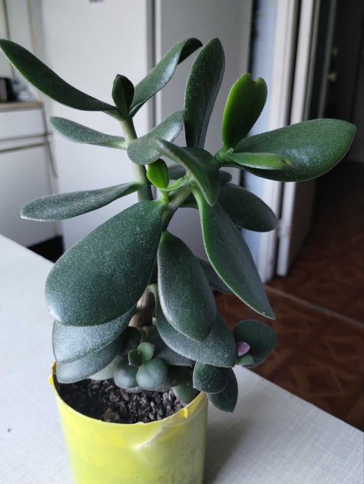 Денежное дерево Толстянка Крассула h - 25 см В горшке