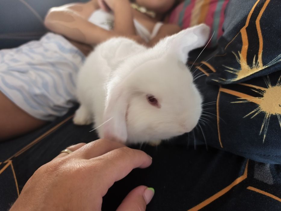 Coelhos orelhudos Albinos