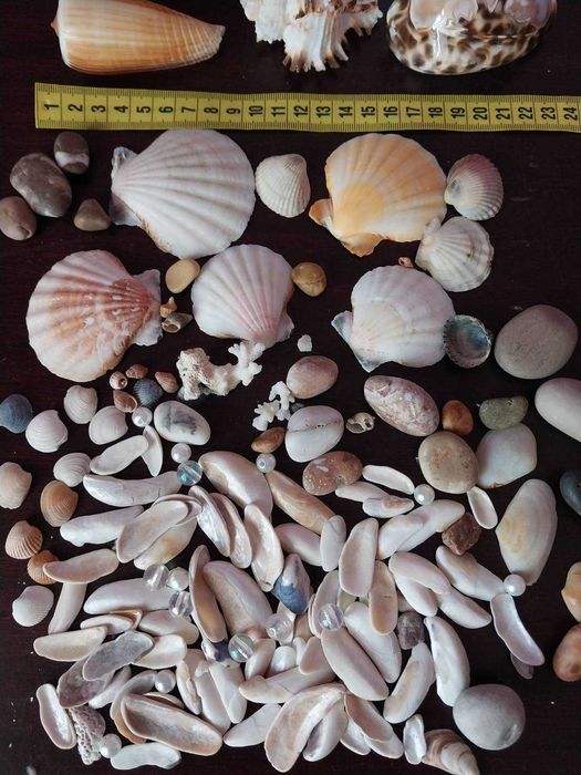 Ракушки  мушлі морські, океанічні. Камни, камешки