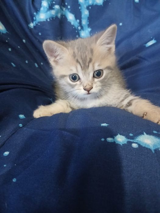 Шотландська кішечка