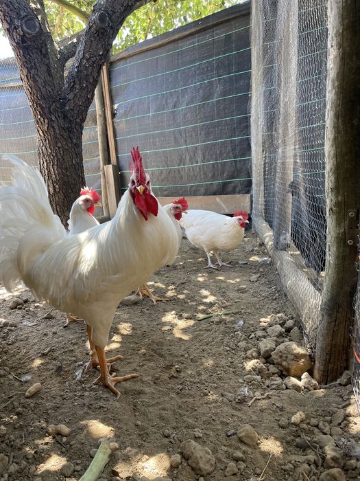 Ovos Leghorn White puros