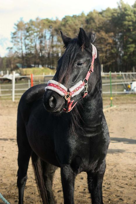 Piękna lata klacz 3 lata