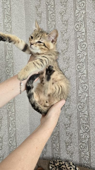 Кошенята в добрі руки