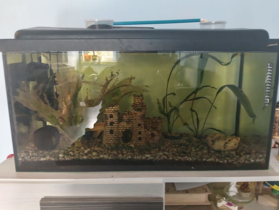 Akwarium 130l z życiem