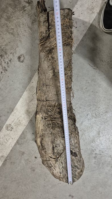 Drewno orzech – 4 pieńki ok. 60 cm suche