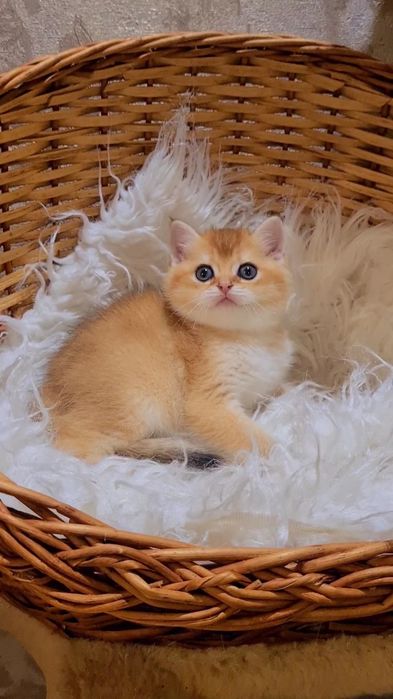 Самые ласковые и любвиобильные