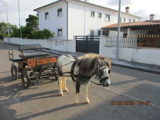 vendo pónei e charrete