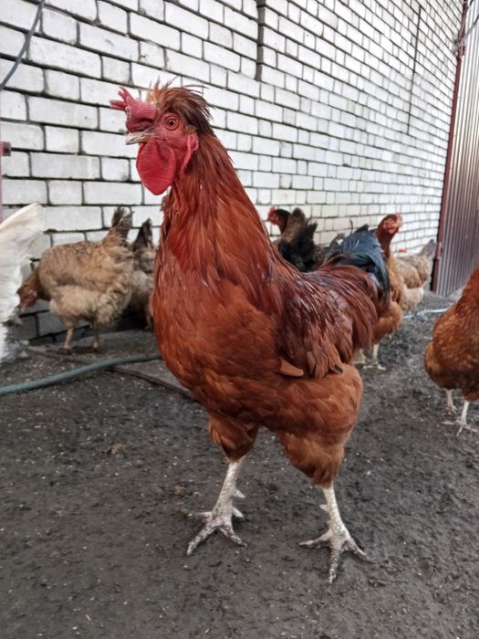 Jaja lęgowe czubatek