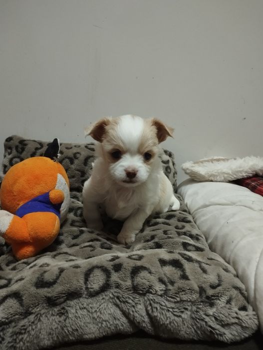 Цуценята чіхуахуа