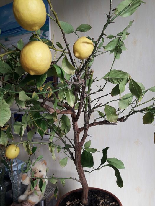 Дерево лимонное с плодами