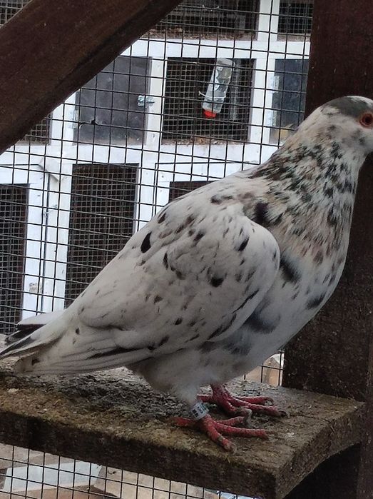 Gołębie pocztowe opal