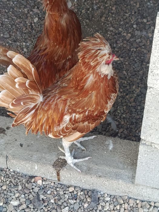 Vendo casal de paduanas
