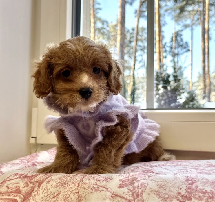 Мальтіпу ф1- карамельна дівчинка