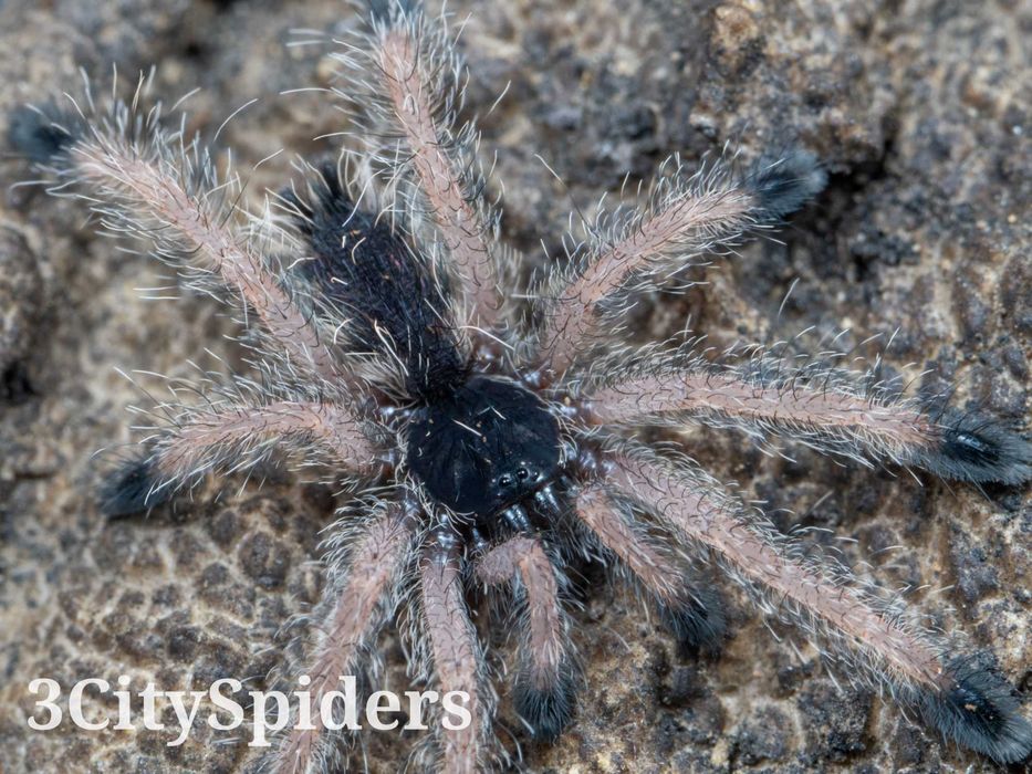 Avicularia juruensis M2 L3 (3CitySpiders)