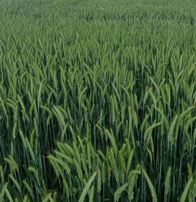 Pszenżyto tadeus  jednoroczne rok po centrali