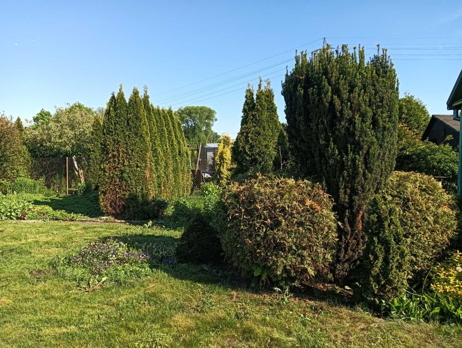 Działka ROD Tulipan Biała Podlaska - Widok 4