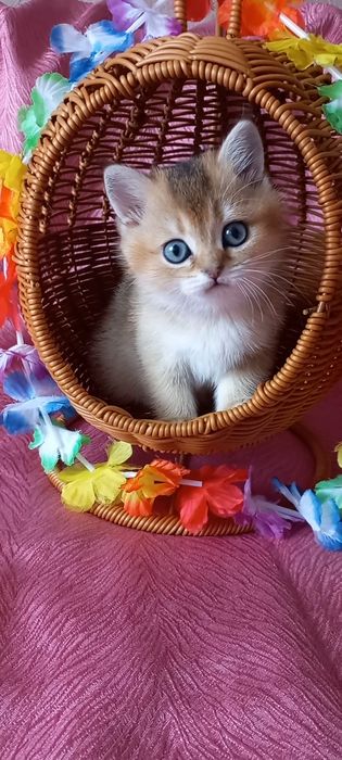 Золота шиншила дівчинка.