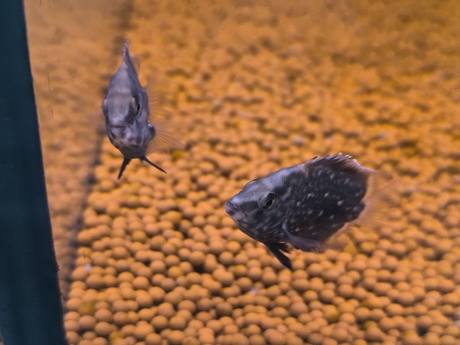 Uarus Amphiacatoides