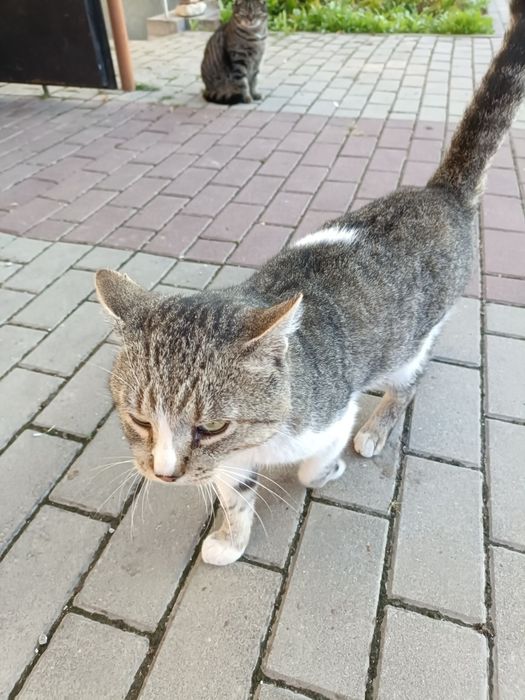 Котик шукає люблячу сім'ю