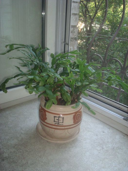 Рождественник/шлюмбергера/декабрист/зигокактус с горшком