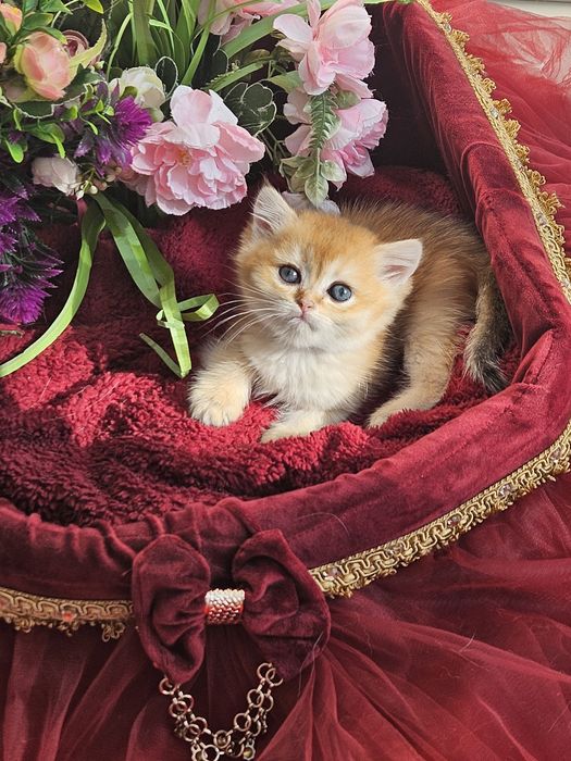 Золотая британская шиншилла кот котята котик хлопчик кіт