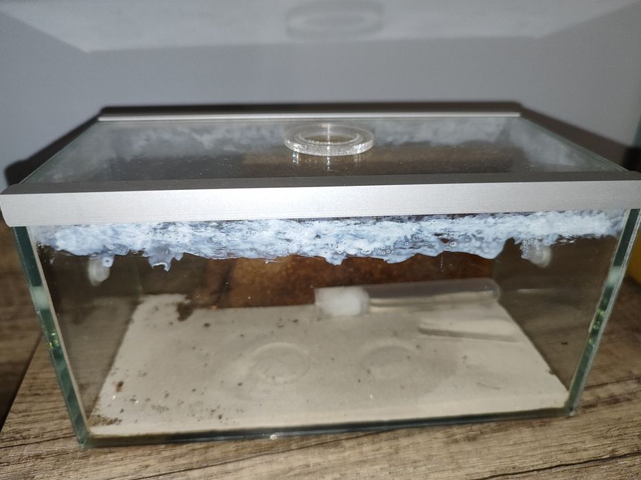 Kolonia+ formikarium lasius niger ok.300 robotnic