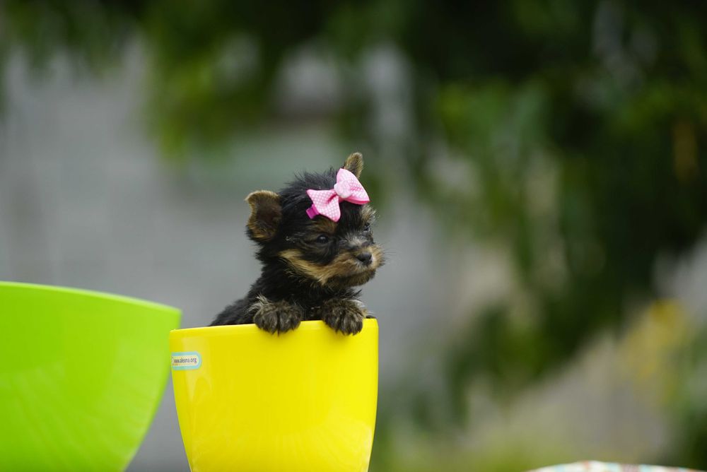 Кукольные щеночки йоркширского терьера