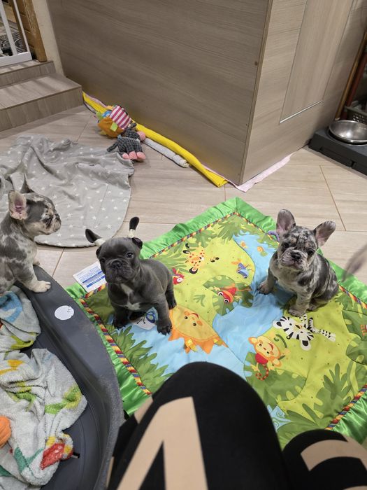 Пепа дівчинка блу мерле