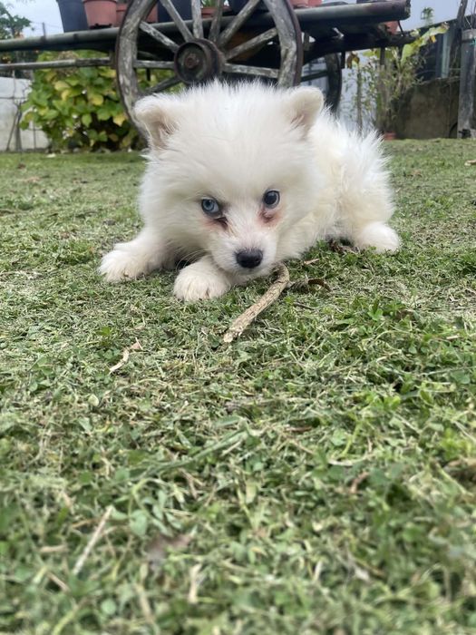 Husky siberiano femea