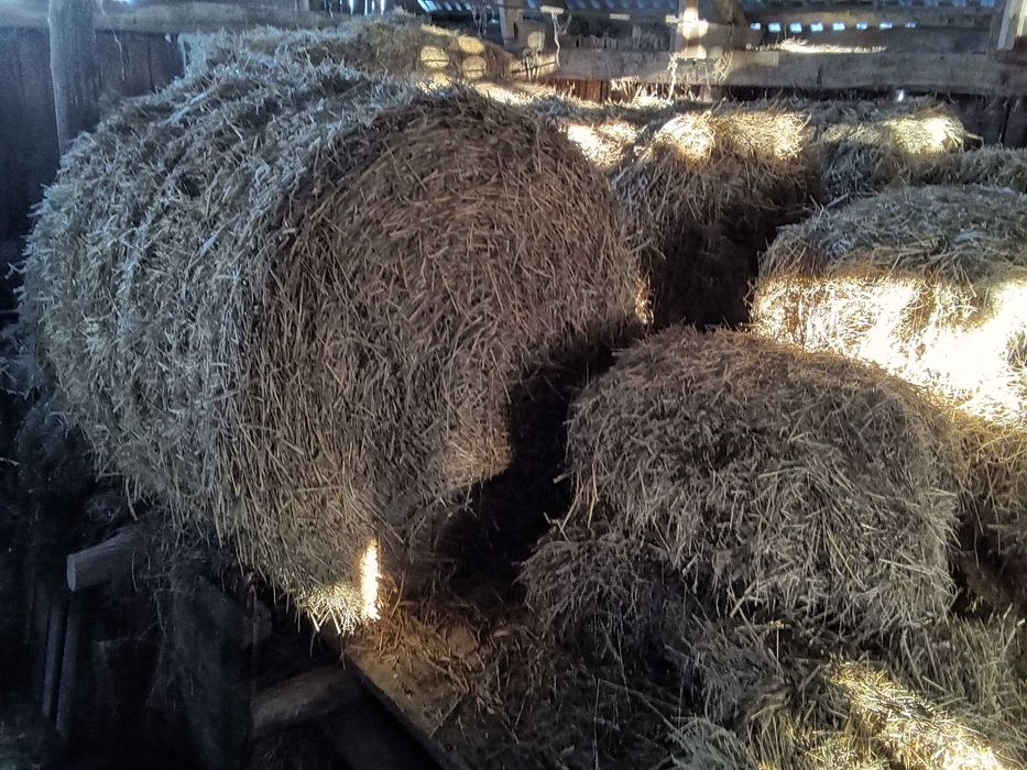 Słoma siano sianokiszonka