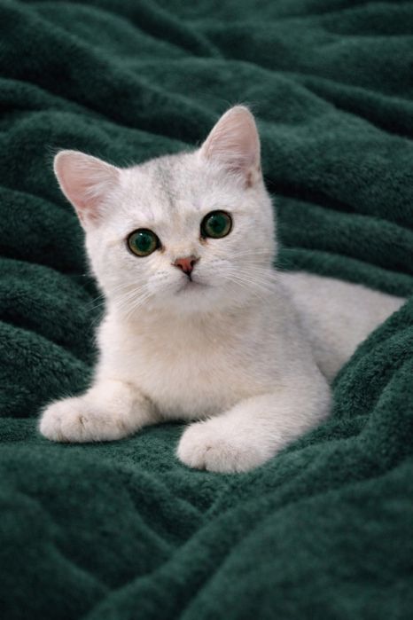 maluszek o jasnym luksusowym umaszczeniu.