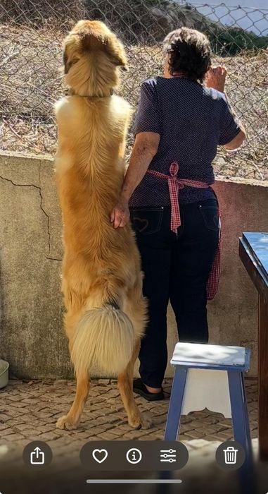 Sou cao jovem adulto grandao e lindo de morrer