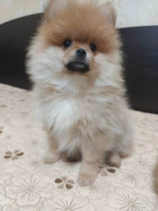 Девочка померанского шпица