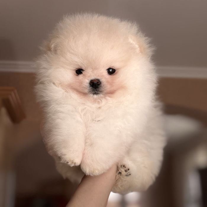 супер ведмедик шоу Классу