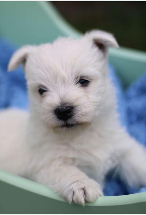 Whest highland white terrier