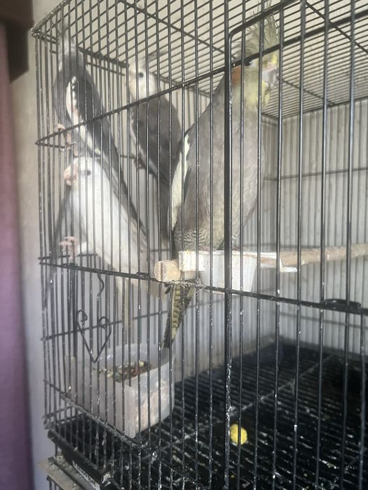 Caturras Lindas( 2 Casais) + Gaiola Completa