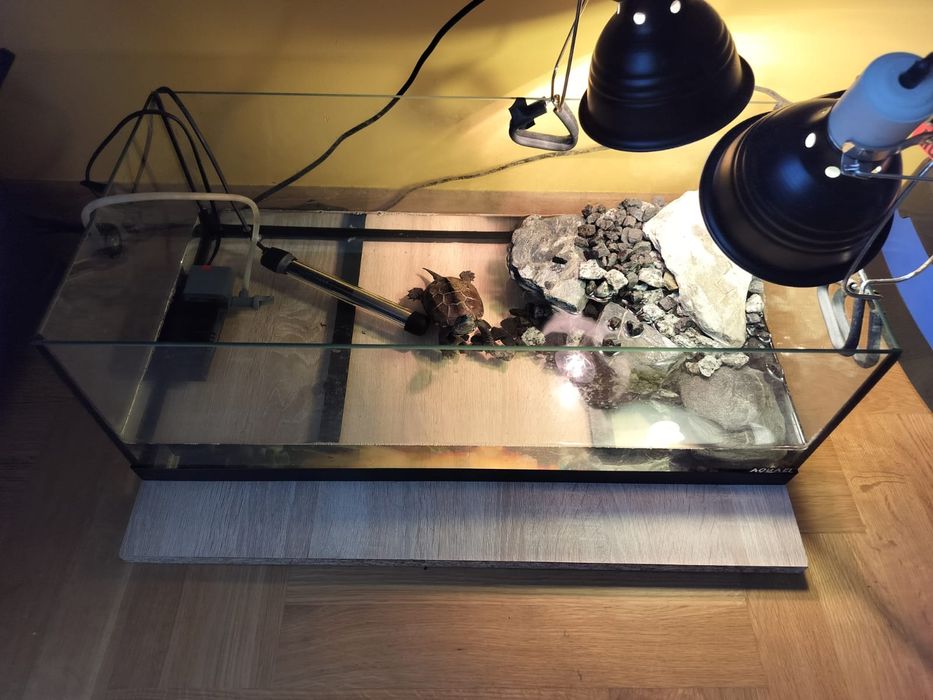 Żółw wodno - lądowy.