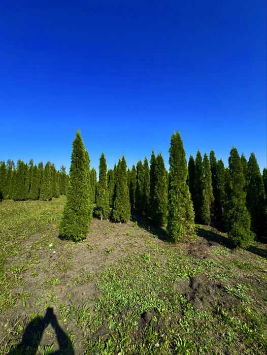 Розпродаж Туї Супер Ціна в Україні)))