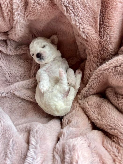 ЦУЦЕНЯТА Bichon frize/Бiшон Фрізе/