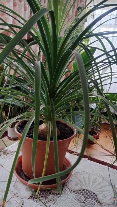 Nolina noga słonia piękna duża