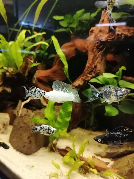 Molinezja nakrapiana Dalmatyńczyk.