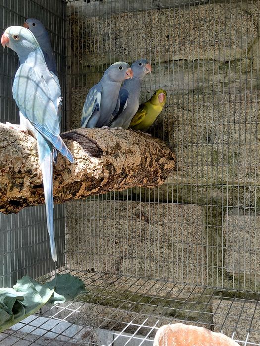 Ring necks CC (cleartail), violetas, turquesas, cobalto violetas, 2025