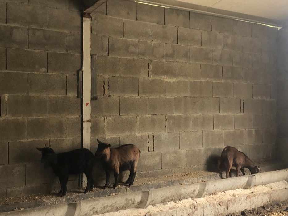 Cabritas anãs prenhas