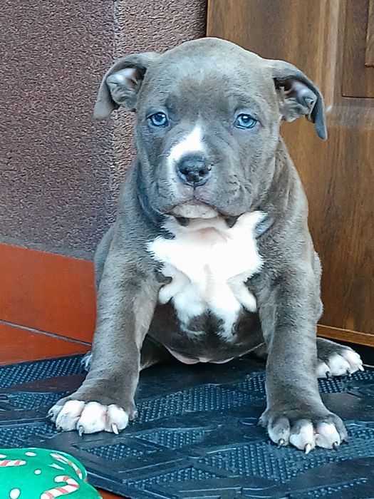 ##Mocna suczka Amstaff ##