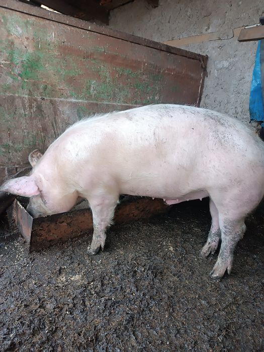 Продам молодого хрячка