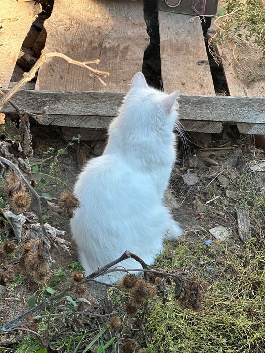 Білий котик у добрі руки