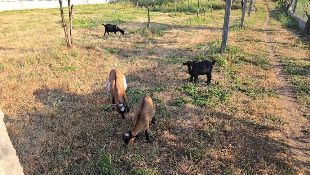 Cabras anão é cabrito anão
