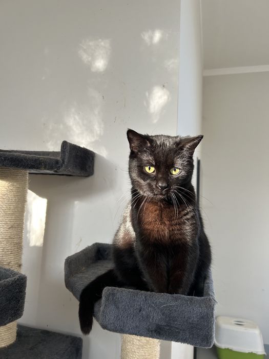 Kotka do adopcji