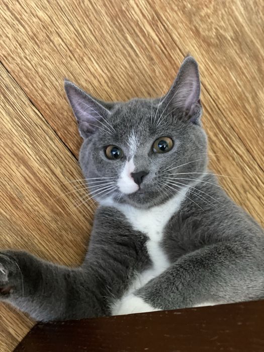 Котик у добрі руки