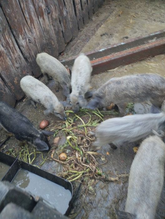 Поросята мангалиці